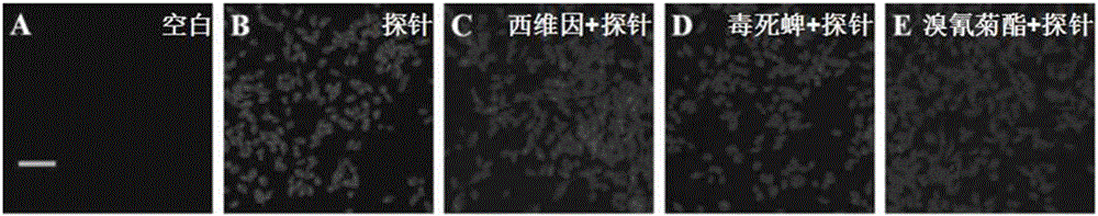 Fluorescent probe and pesticides residue detection kit based on carboxylesterase inhibition method