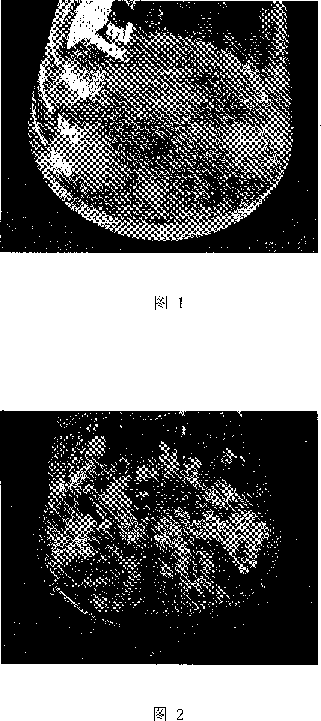 Breeding method for alsophila spinulosa