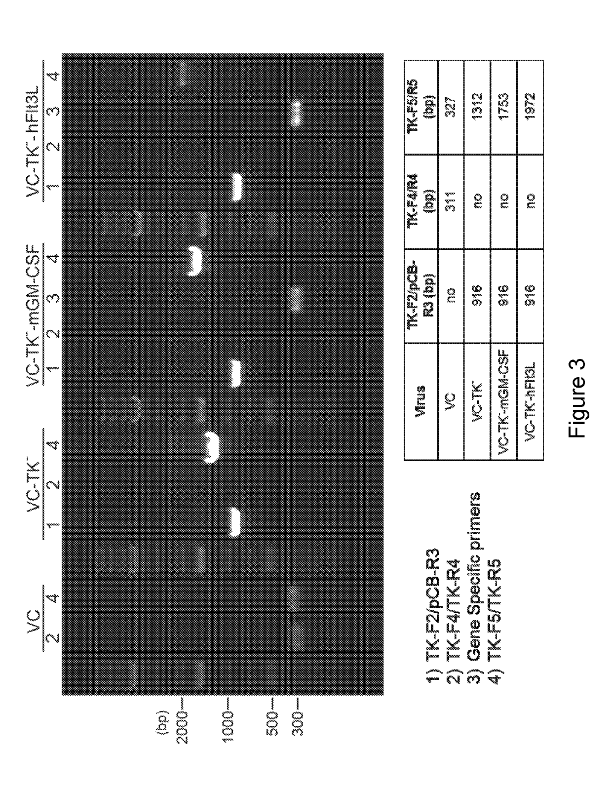 Replication competent attenuated vaccinia viruses with deletion of thymidine kinase with and without the expression of human Flt3L or GM-CSF for cancer immunotherapy