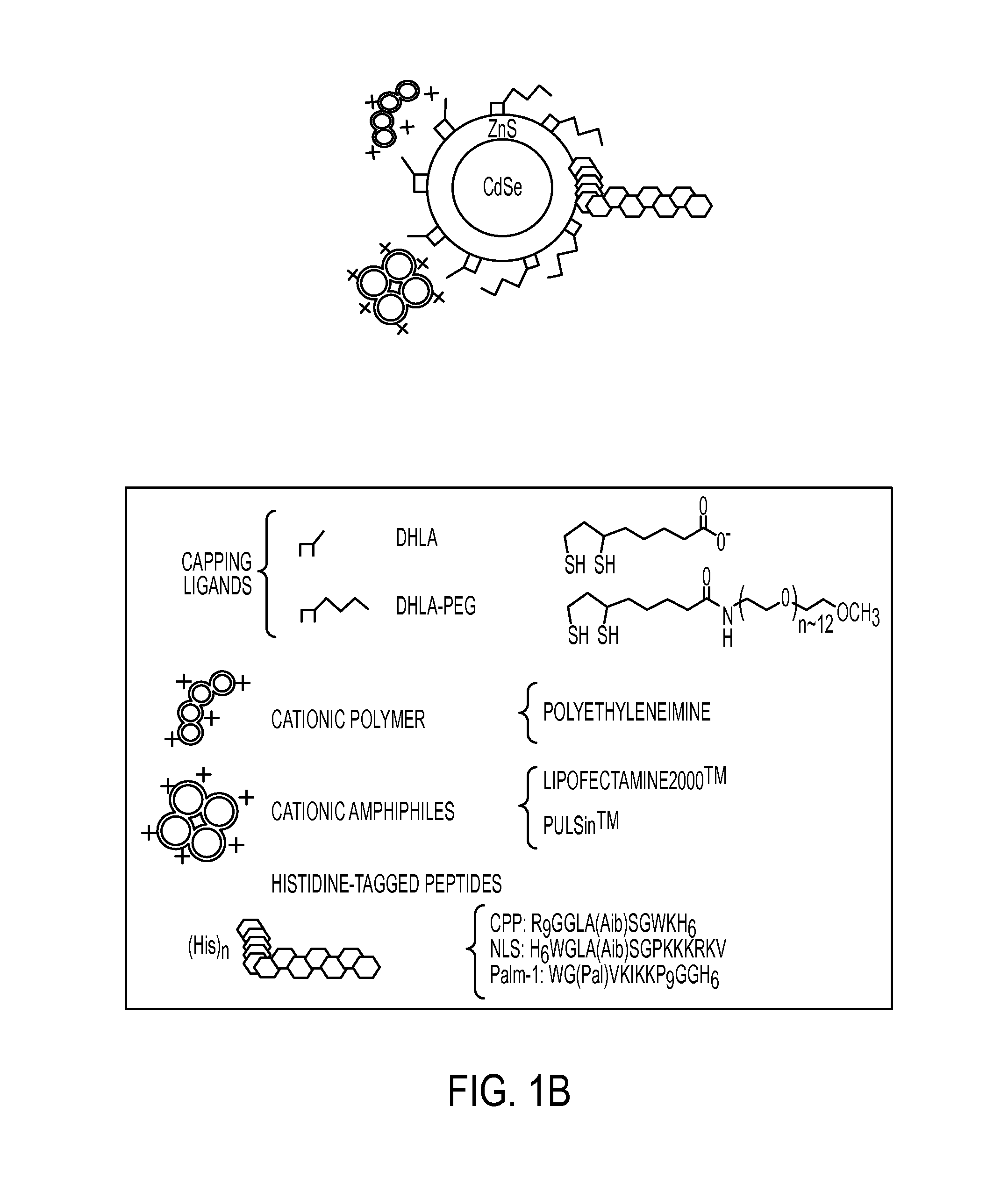 Modular Functional Peptides for Delivery of Nanoparticles