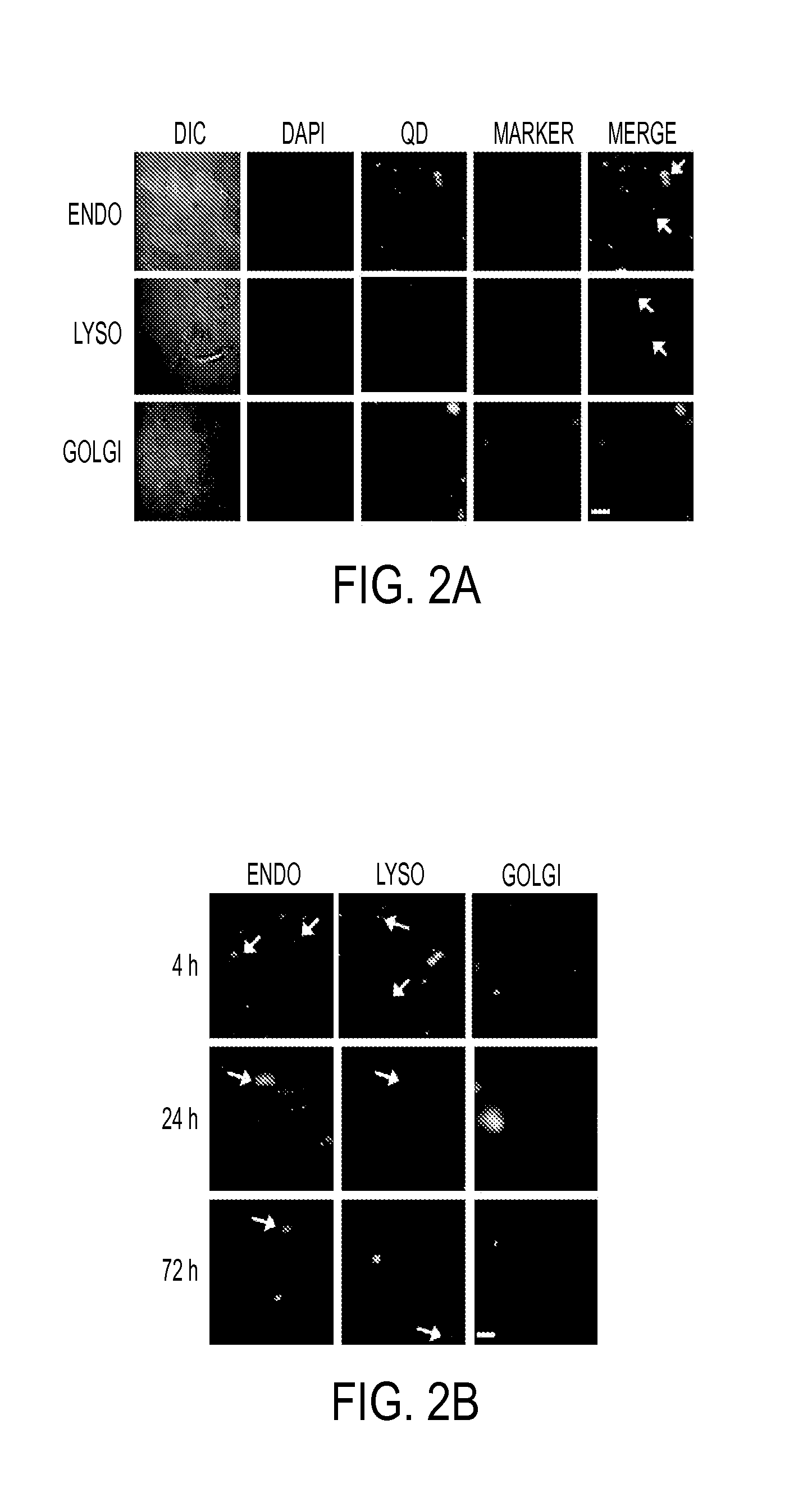 Modular Functional Peptides for Delivery of Nanoparticles