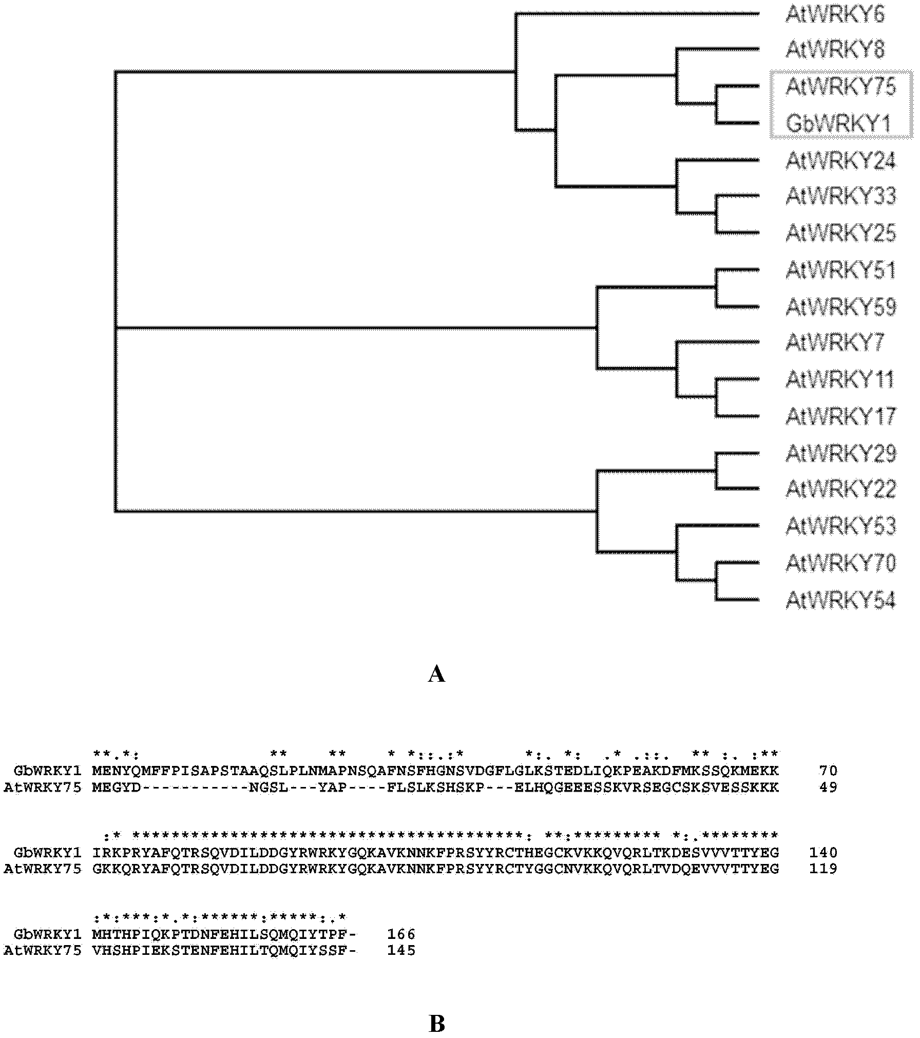 WRKY transcription factor of cotton and application of WRKY transcription factor