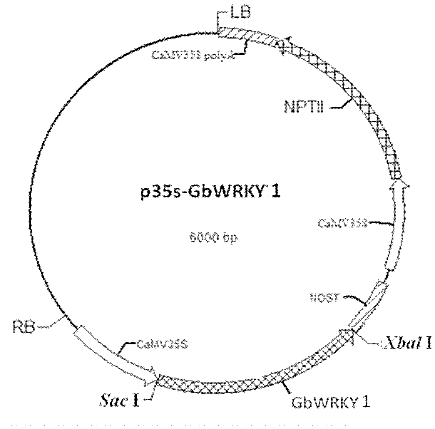 WRKY transcription factor of cotton and application of WRKY transcription factor