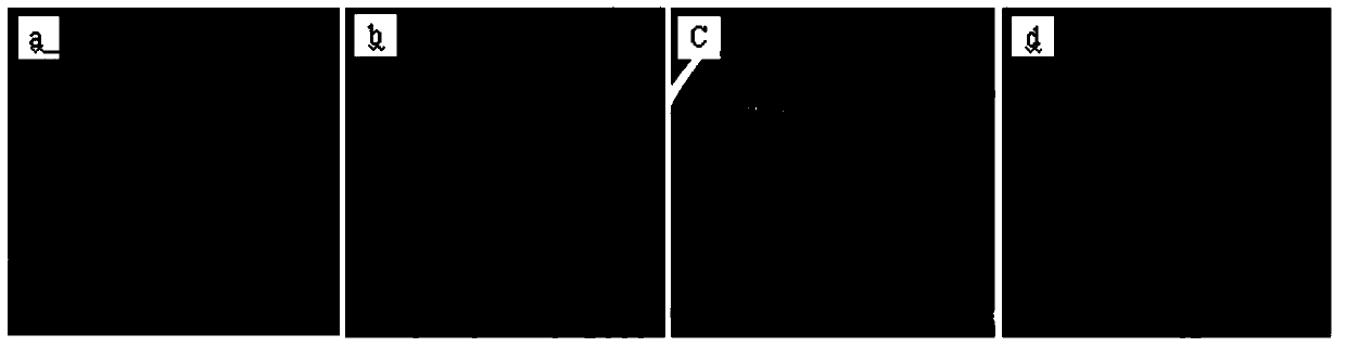 Preparation method of citric acid grafted chitosan hydrogel