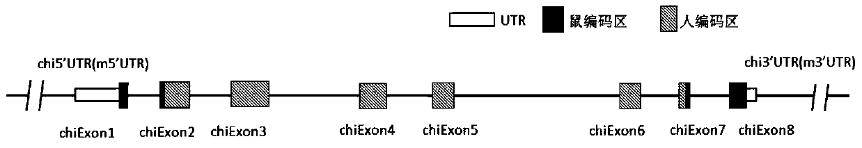 Preparation method and application of humanized LAG-3 (lymphocyte activation gene 3) modification animal model