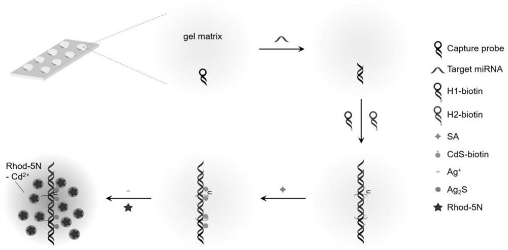 Hydrogel-Based Method for Fluorometric Analysis of HCR and Cation Exchange Reactions