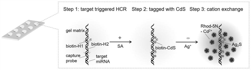 Hydrogel-Based Method for Fluorometric Analysis of HCR and Cation Exchange Reactions