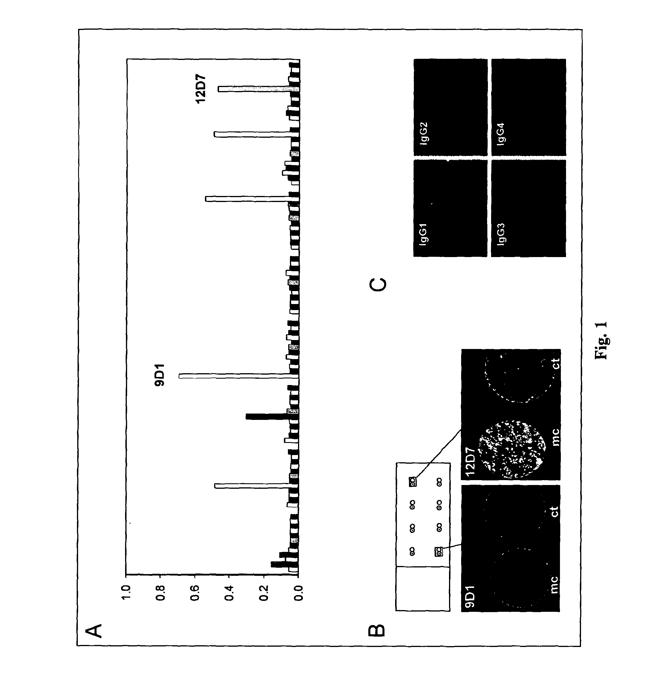 Monoclonal human tumor-specific antibody