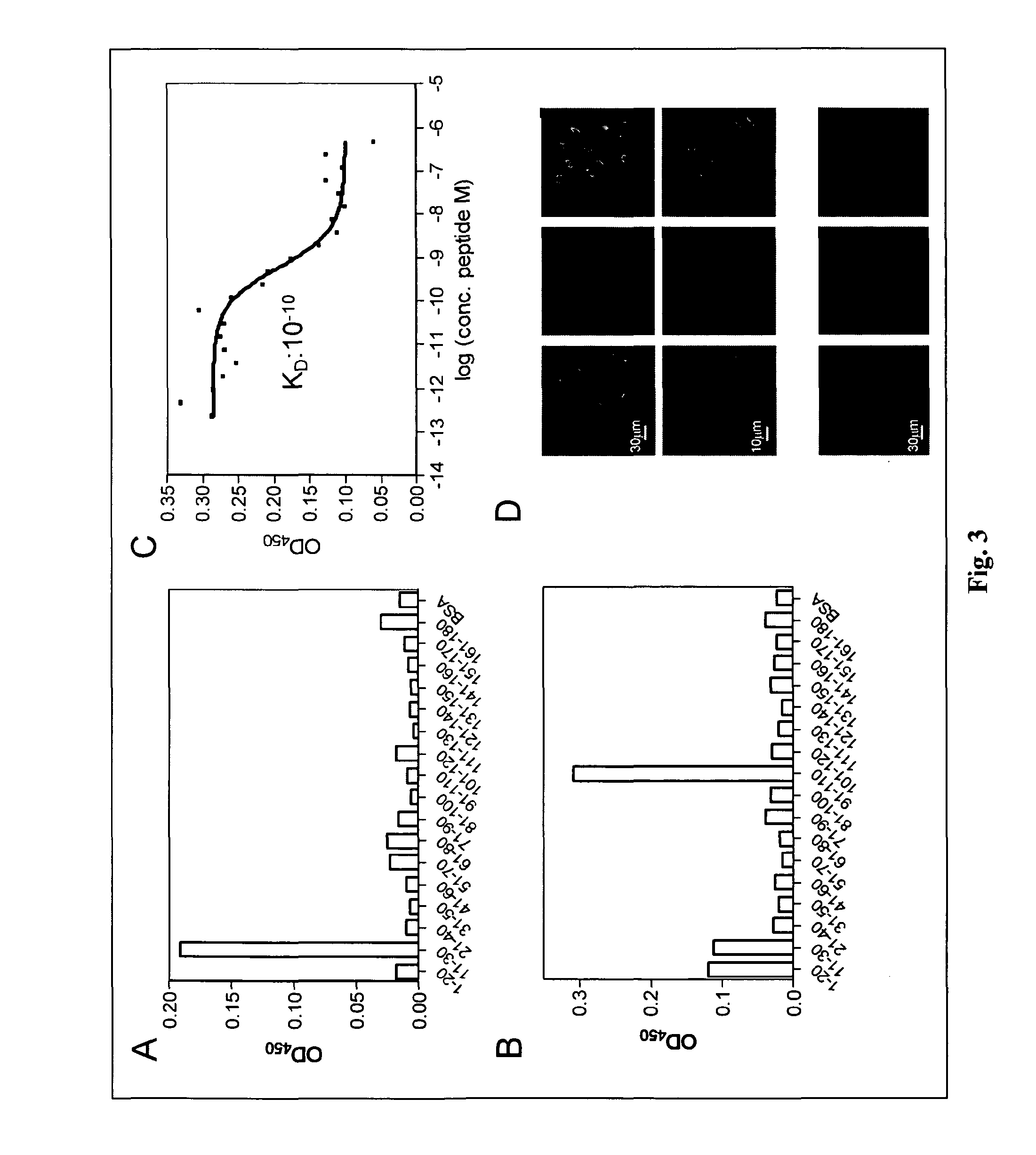 Monoclonal human tumor-specific antibody