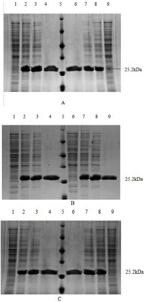 Alcohol dehydrogenase mutant and its application