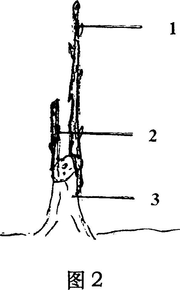 Method for grafting plant with inversed grafting stachys and anvil