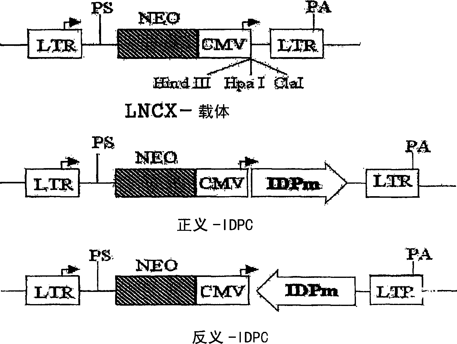 Isocitrate dehydrogenase, gene thereof, and use of the same in the treatment of obesity, hyperlipidemia, and fatty liver in lipid biosynthesis