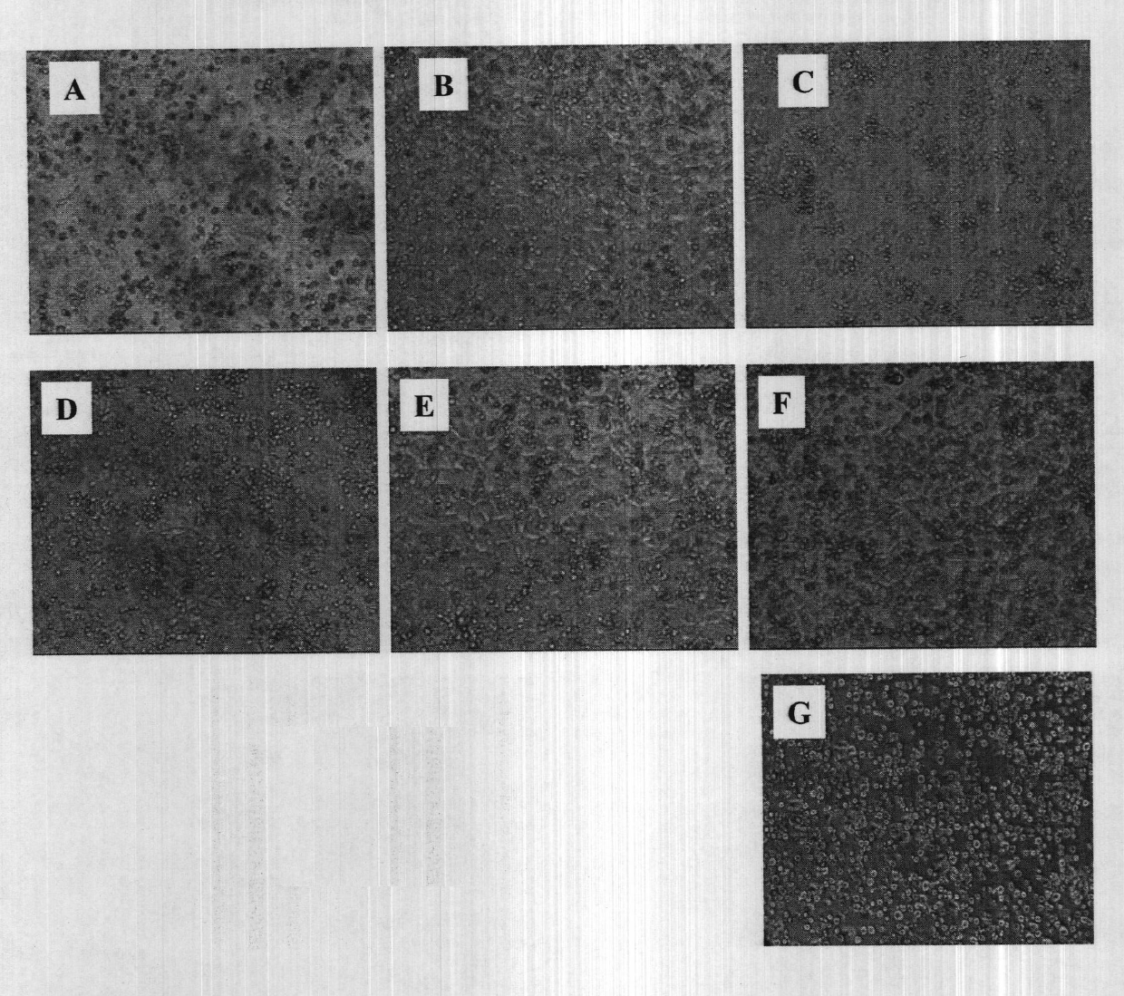 Methods for cell culture using a synthetic defined collagen mimetic surface