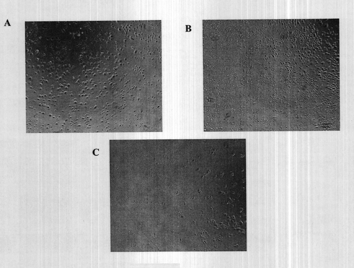 Methods for cell culture using a synthetic defined collagen mimetic surface