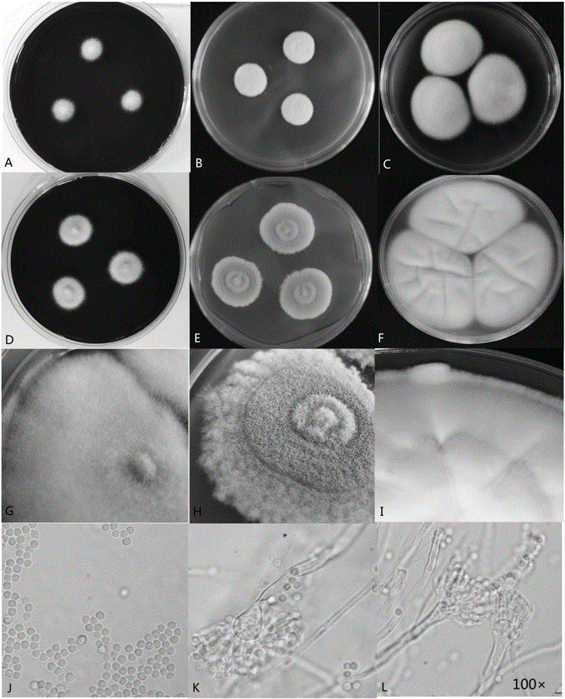 Gentamicin degradation fungus and application thereof