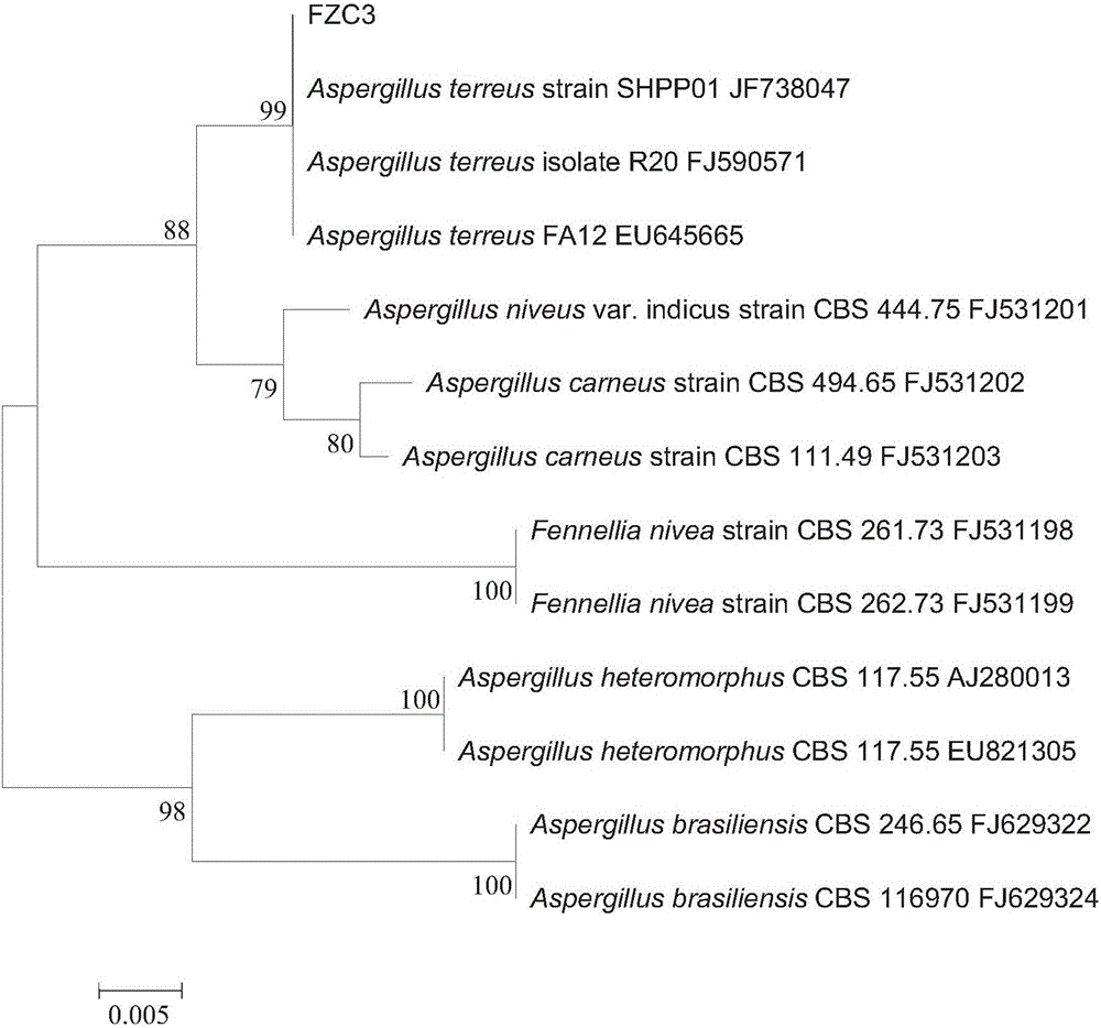 Gentamicin degradation fungus and application thereof