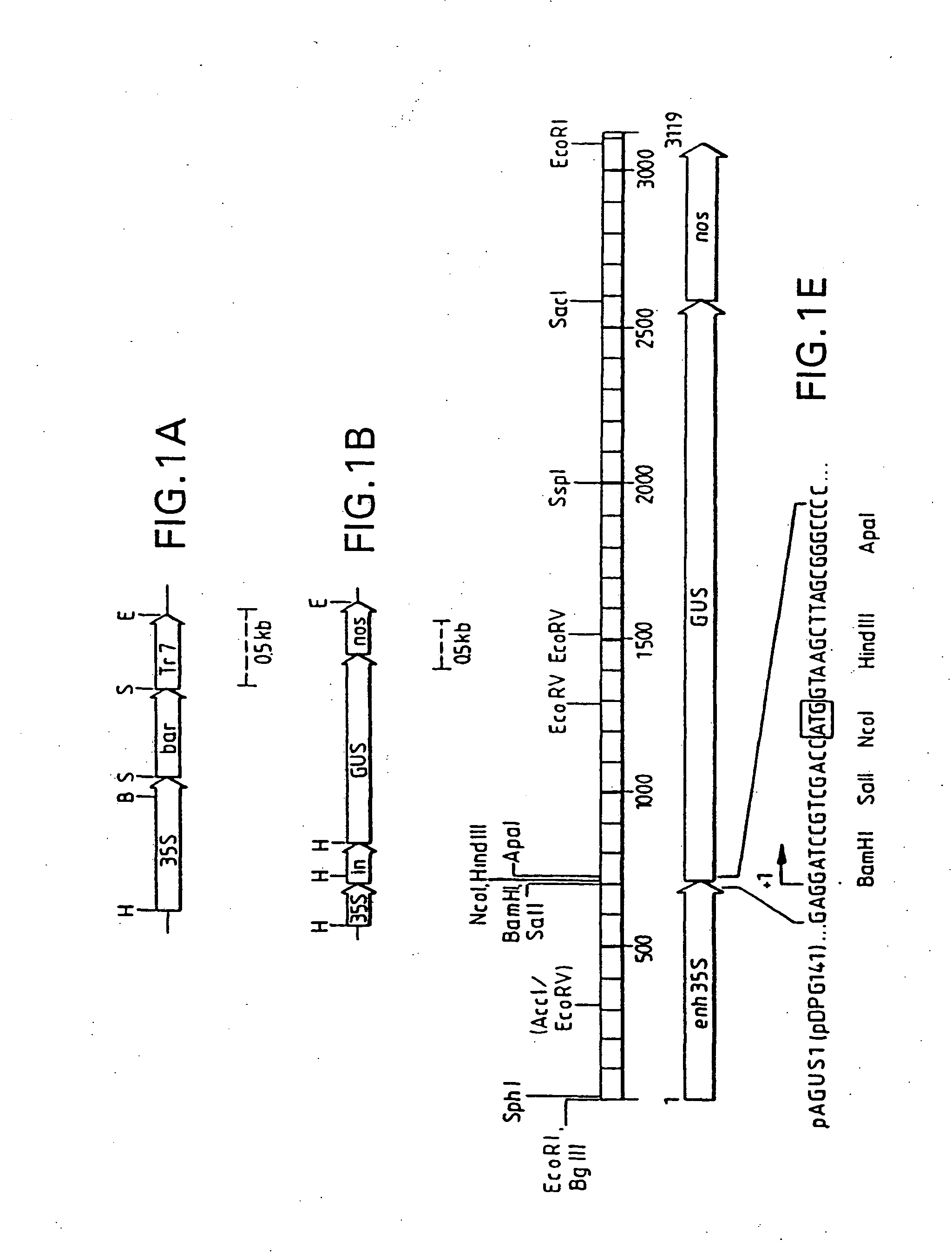 Methods and compositions for the production of stably transformed, fertile monocot plants and cells thereof