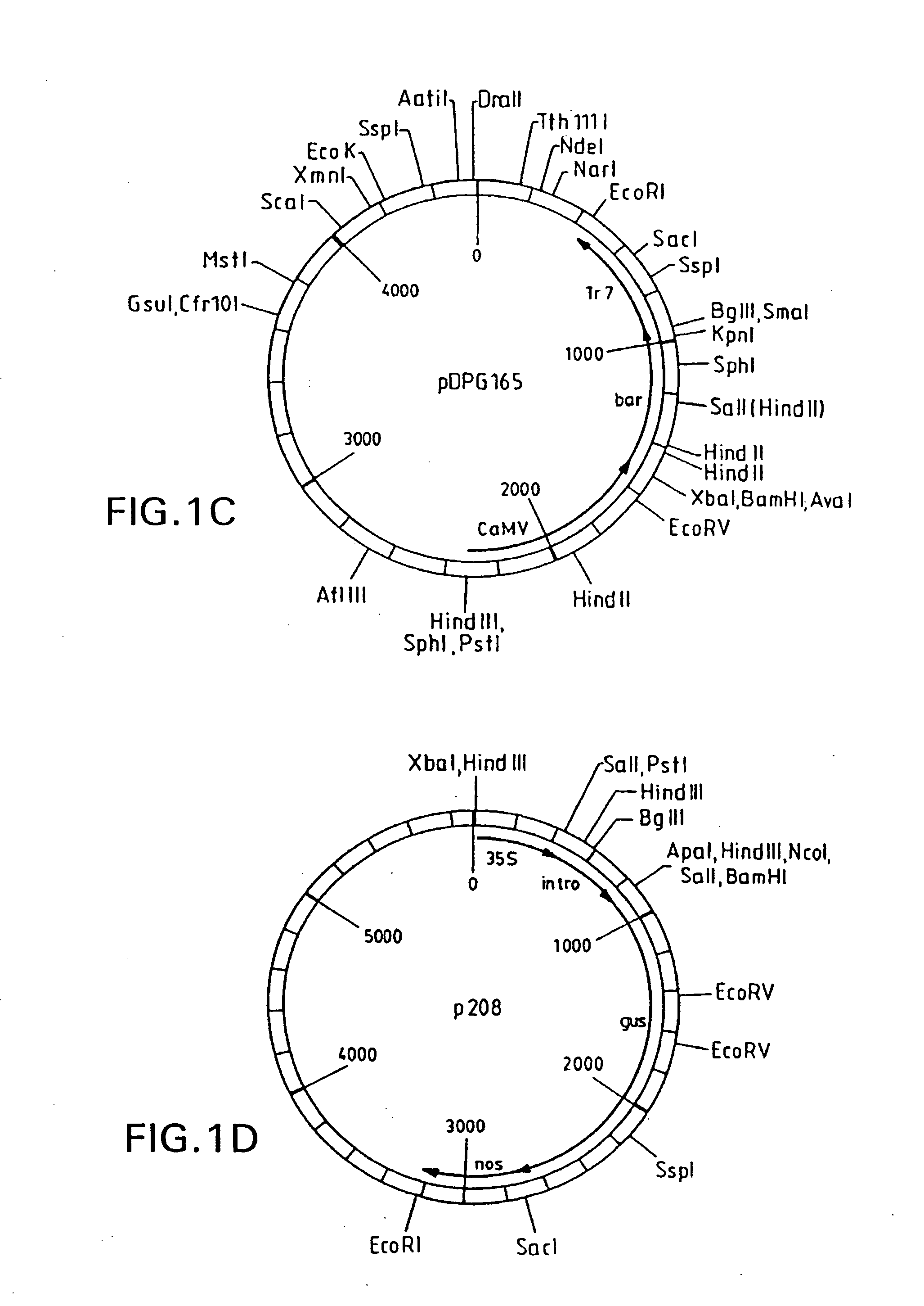 Methods and compositions for the production of stably transformed, fertile monocot plants and cells thereof