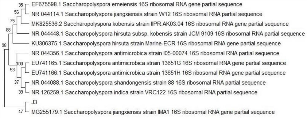 Saccharopolyspora jiangxiensis and applications thereof in food