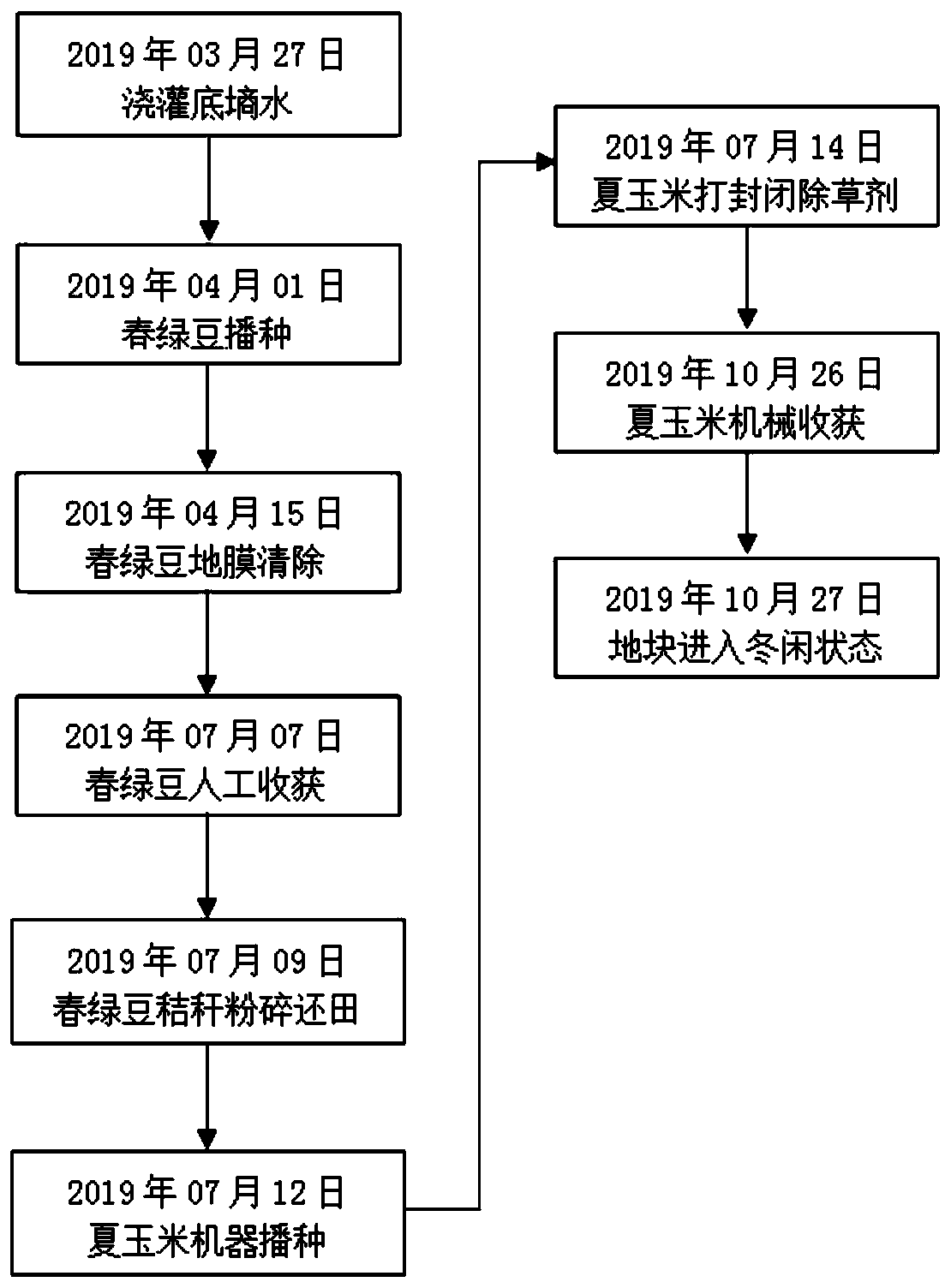 Water-saving and high-income crop rotation method for spring mung beans and summer corns in North China