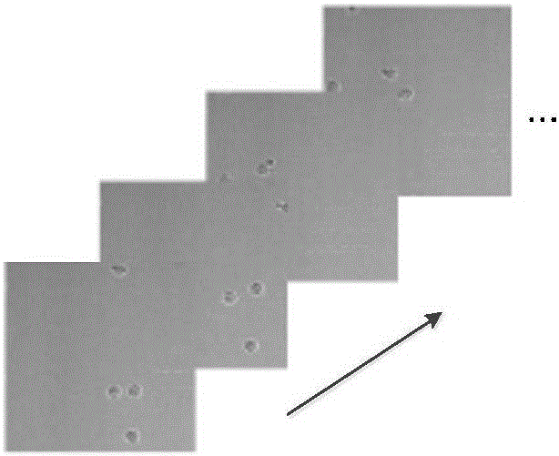 Fireworks algorithm-based multi-cell tracking method