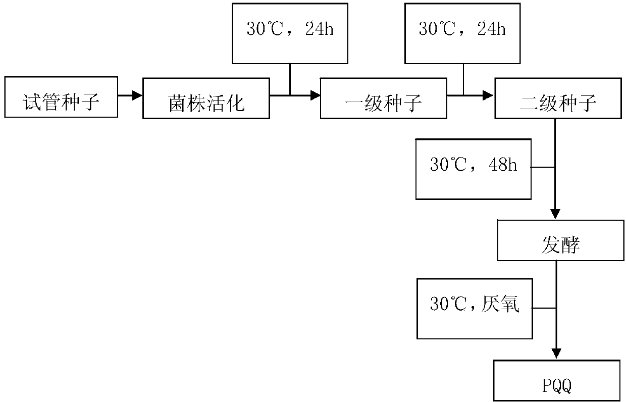 Method for synthesizing pyrroloquinoline quinone through lactobacillus fermentation