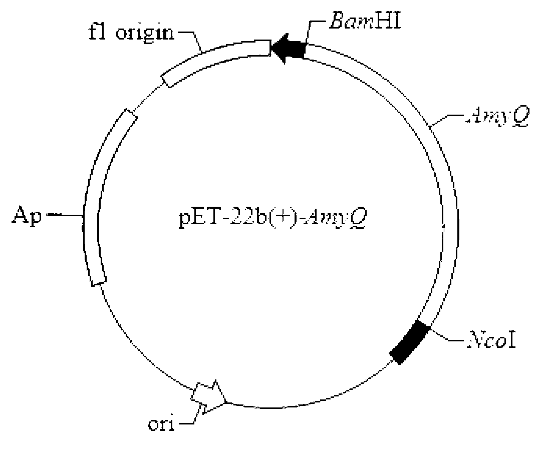 Amylase mutant with improved heat stability and application thereof