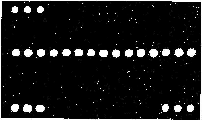 Solid phase DNA chip hybridization solution and hybridization method