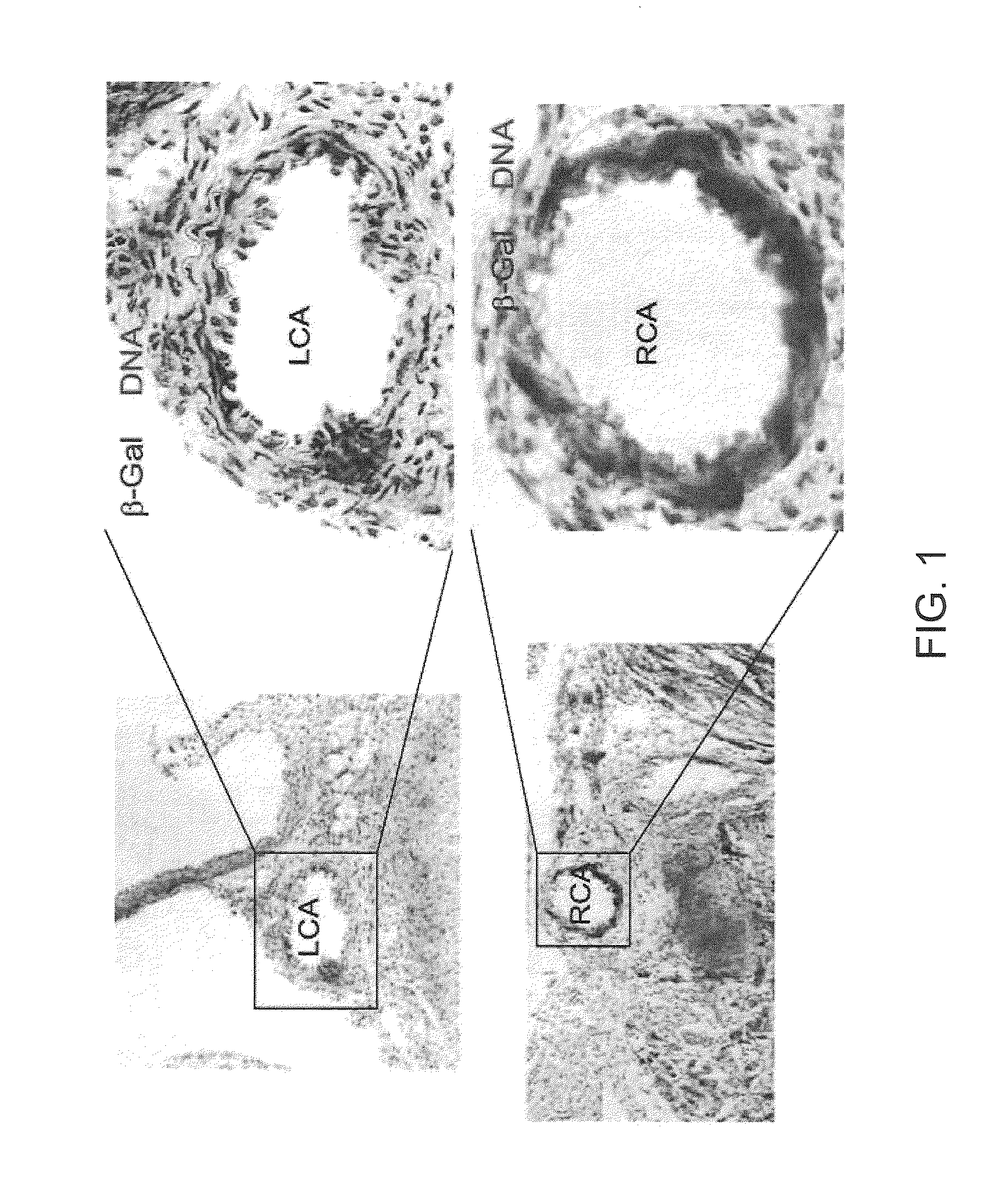 Methods of identifying small molecules for renewals, survival and migration of cardiac progenitors