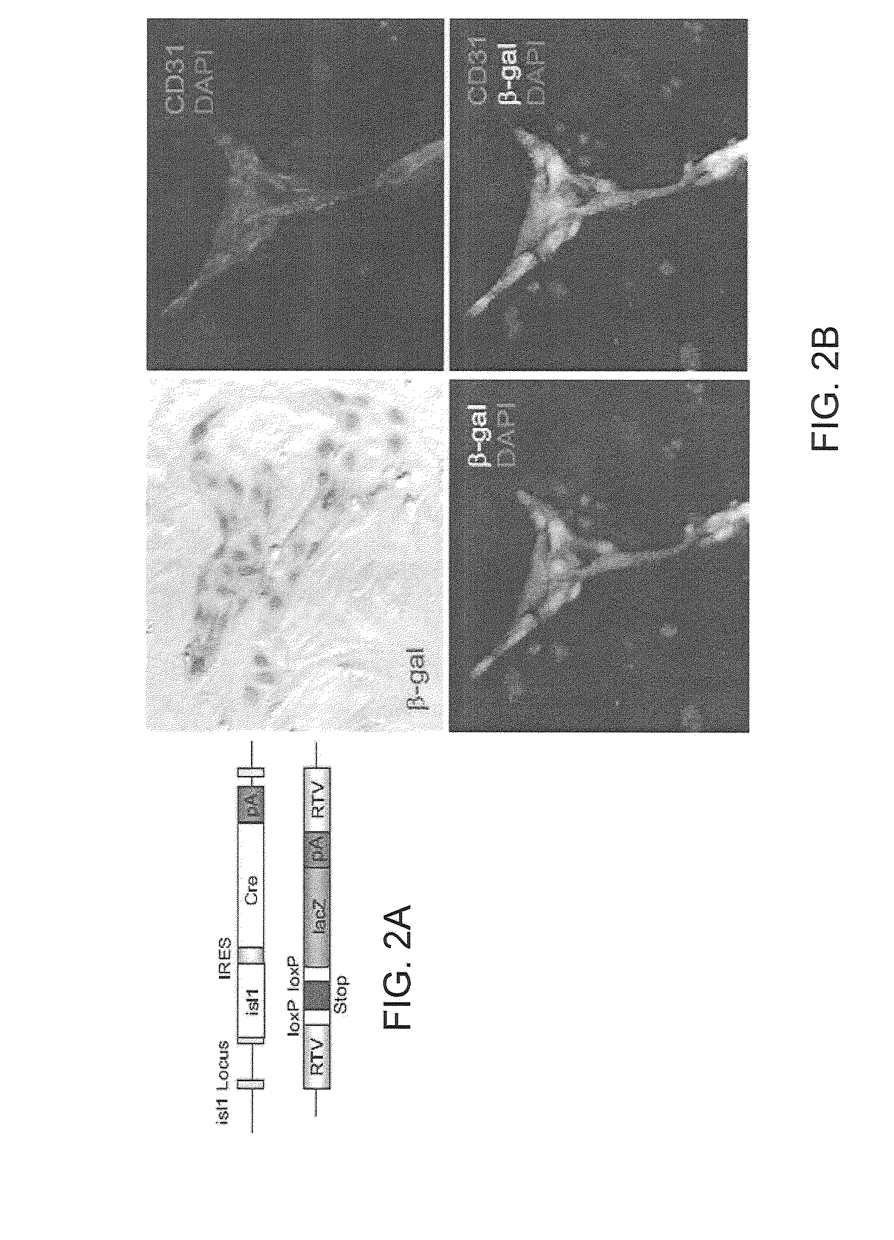 Methods of identifying small molecules for renewals, survival and migration of cardiac progenitors