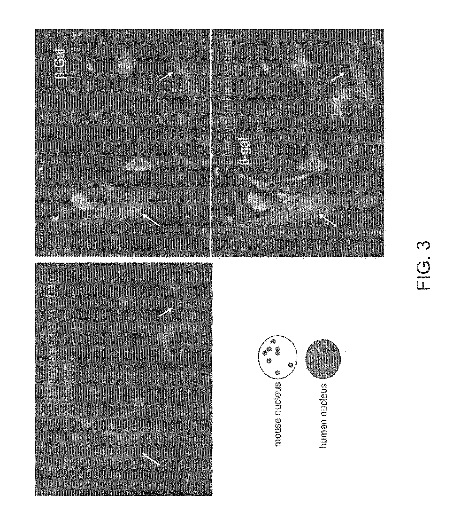 Methods of identifying small molecules for renewals, survival and migration of cardiac progenitors