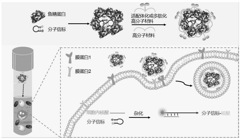 Molecular beacon transmission system for directly detecting circulating tumor cells in blood as well as preparation method and application of molecular beacon transmission system