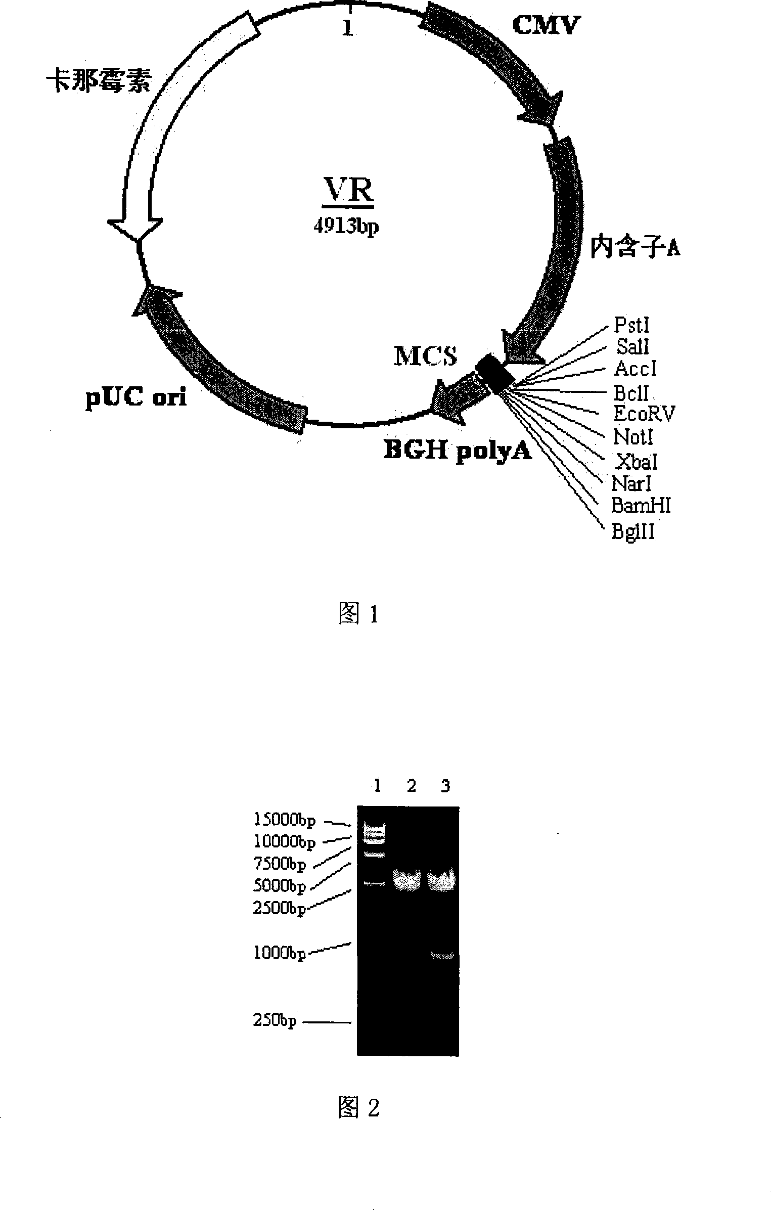 Modified HPV E6-E7 fusion gene and coding protein thereof