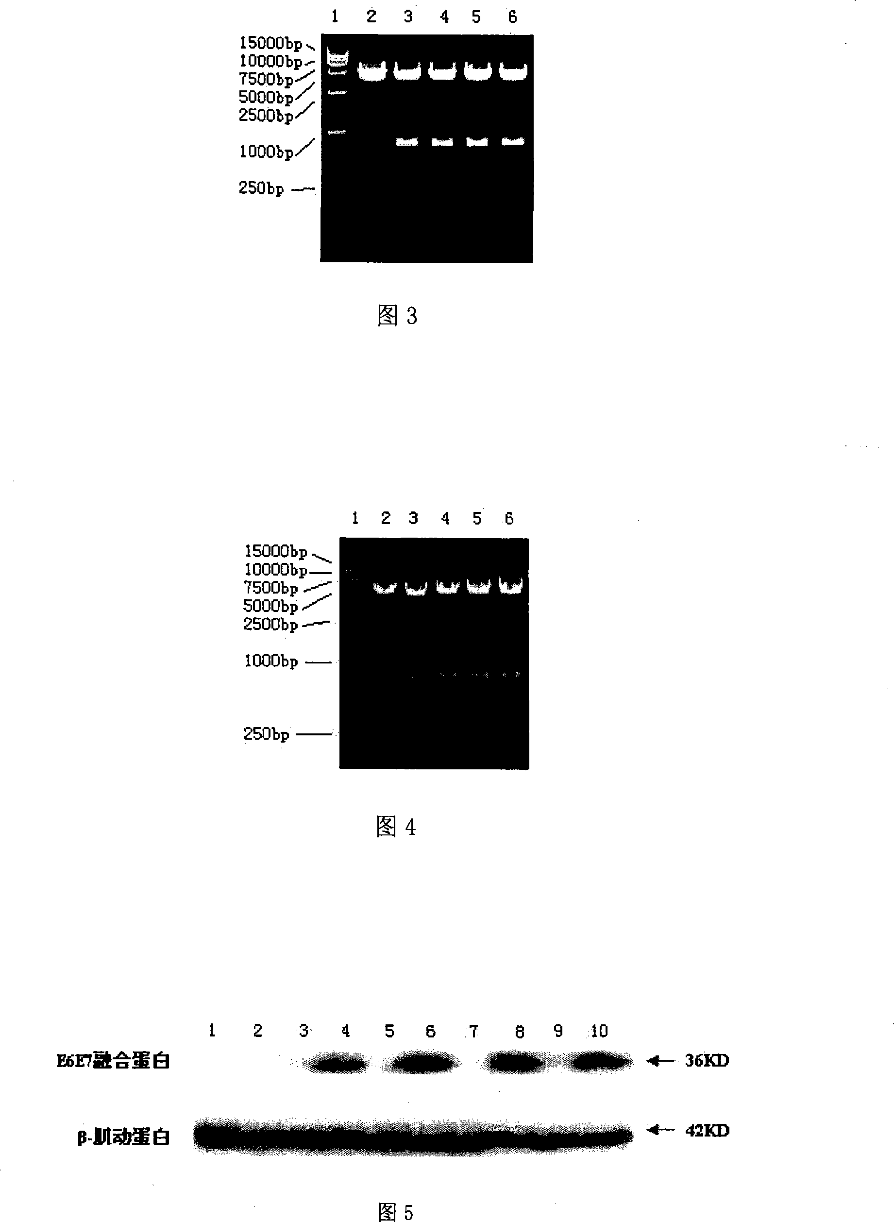 Modified HPV E6-E7 fusion gene and coding protein thereof