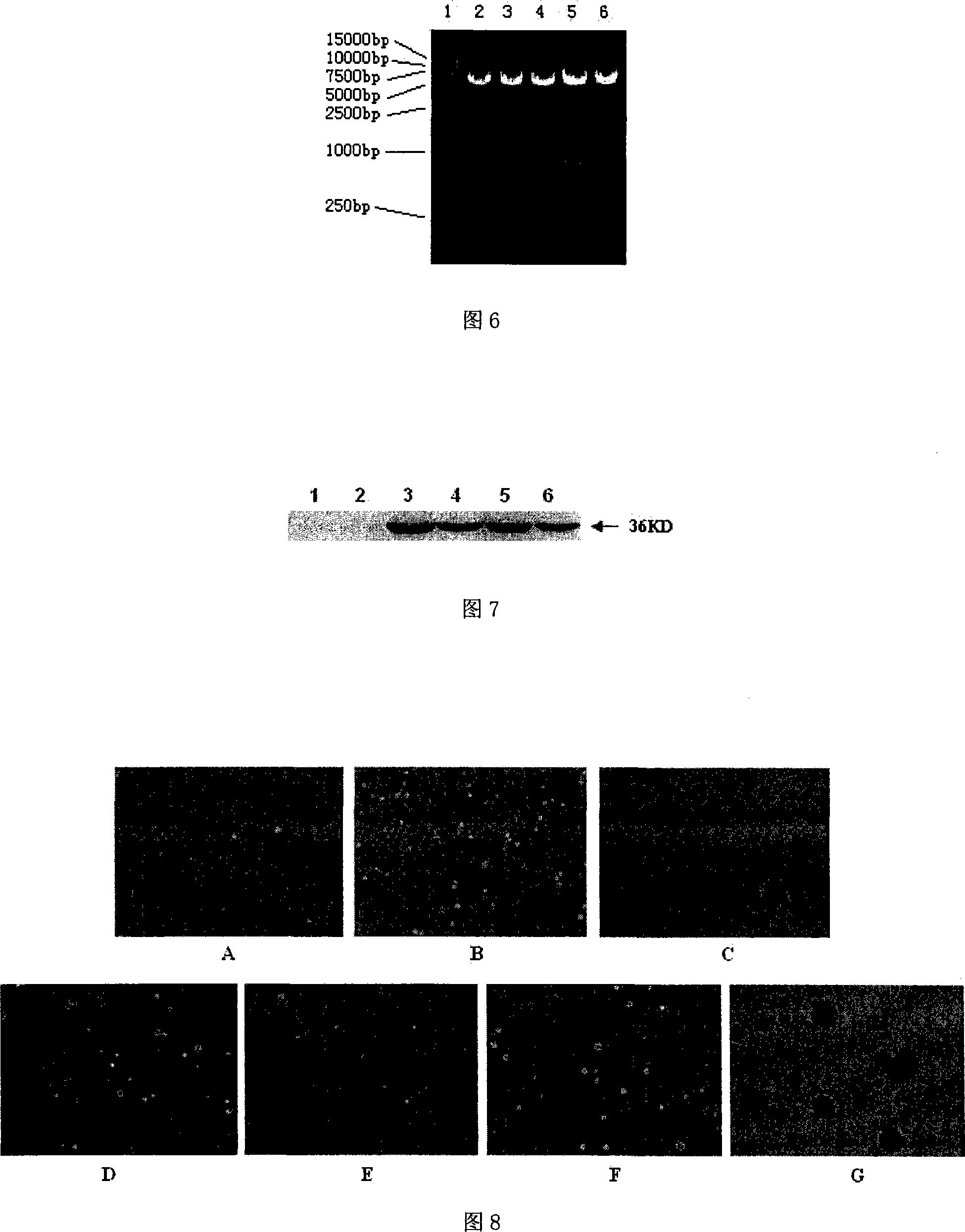 Modified HPV E6-E7 fusion gene and coding protein thereof