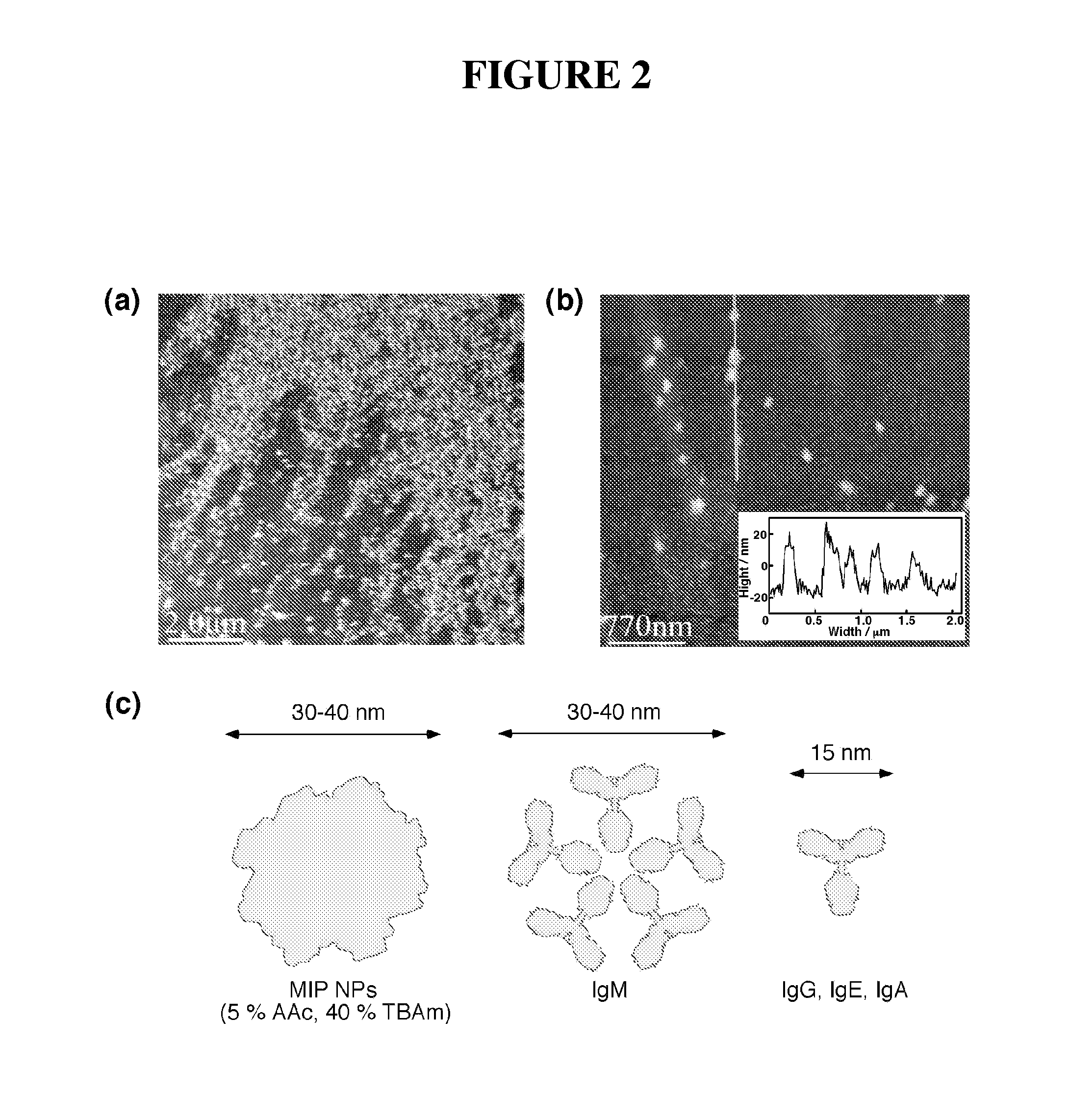 Imprinted polymer nanoparticles