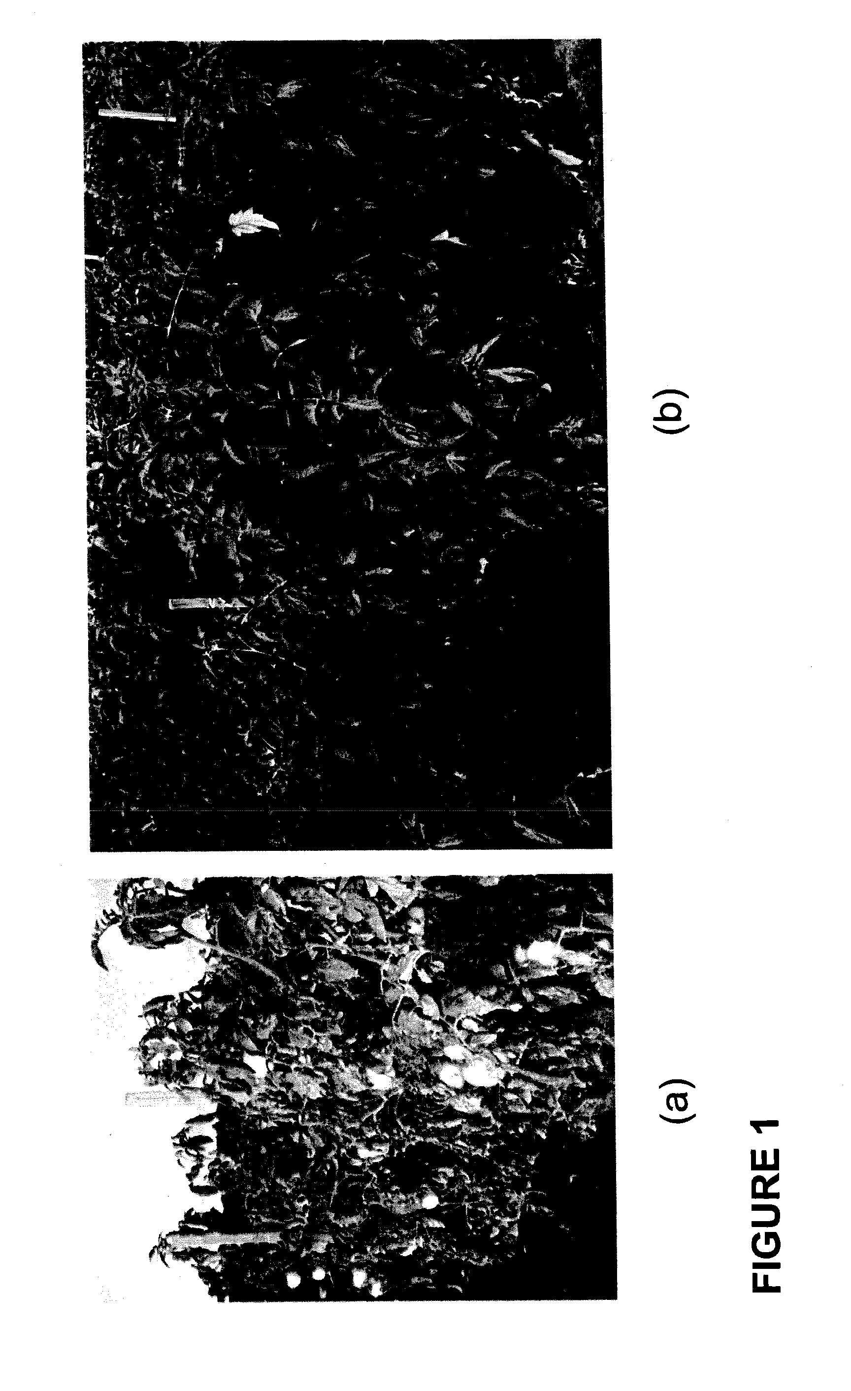 Plant Growth Enhancing Mixture and Method of Applying Same