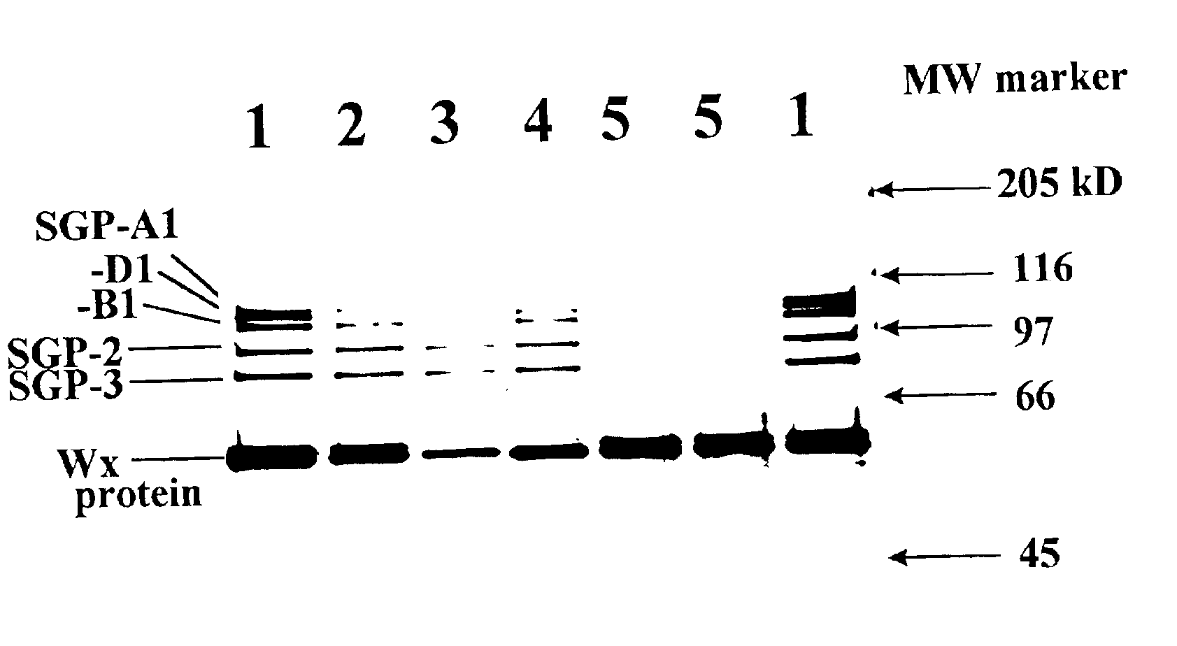 High amylose wheat starch and wheat containing the same