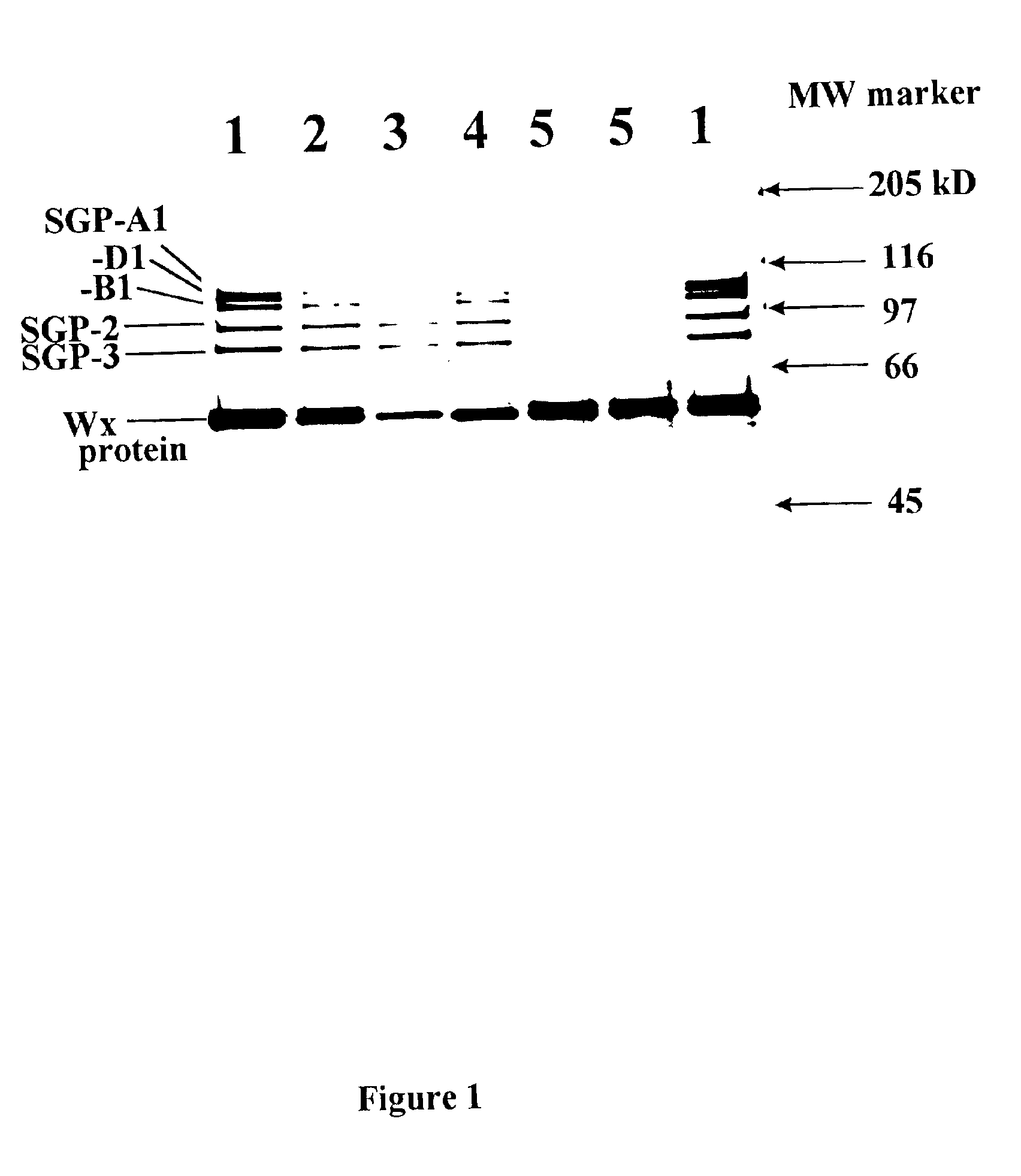 High amylose wheat starch and wheat containing the same