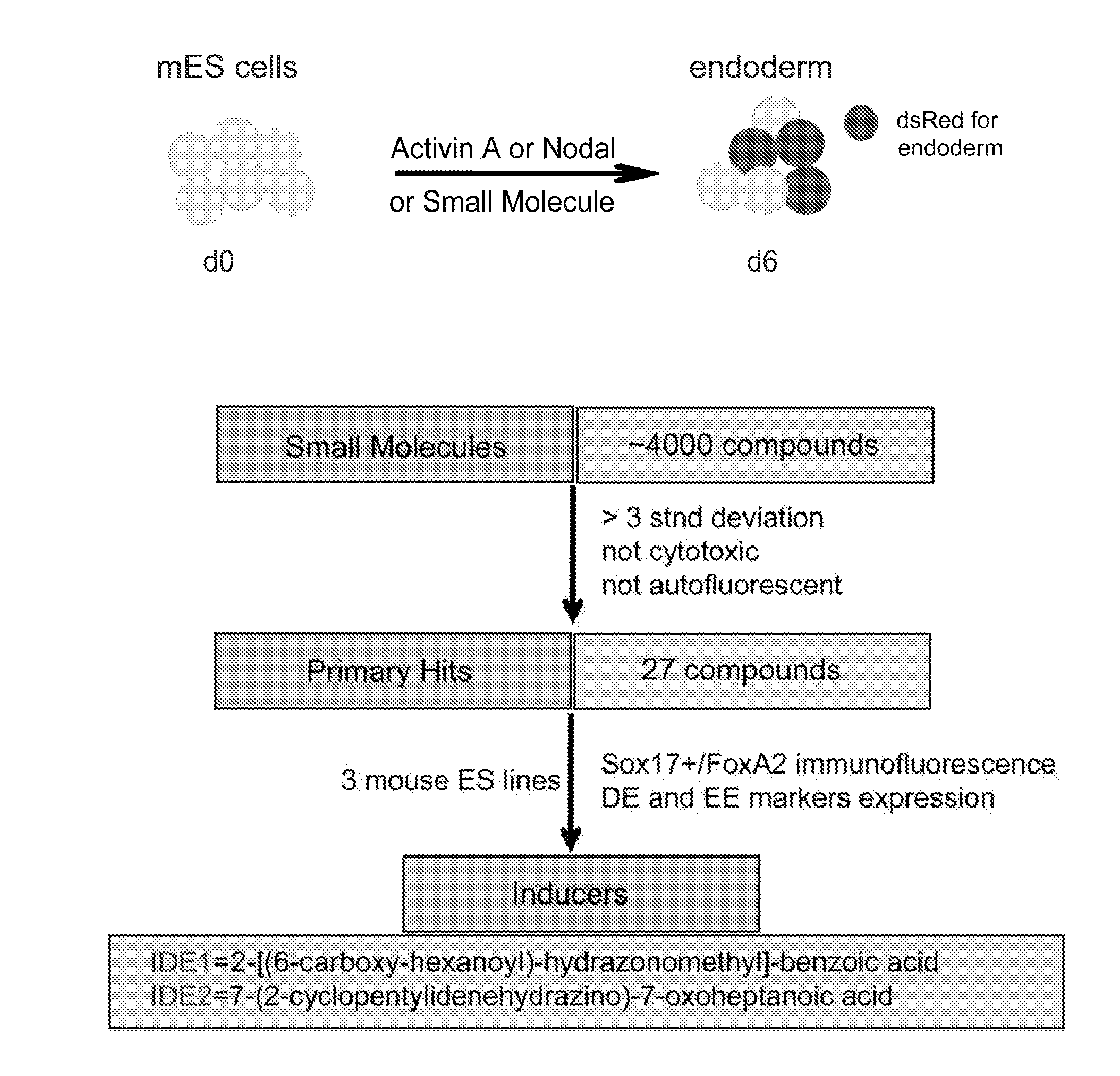 Compositions and methods for promoting the generation of definitive endoderm