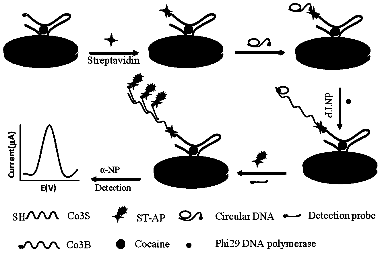 Electrochemical detection method of cocaine based on rolling circle amplification and supramolecular aptamer