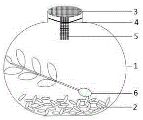 Breeding method and device of orius similis