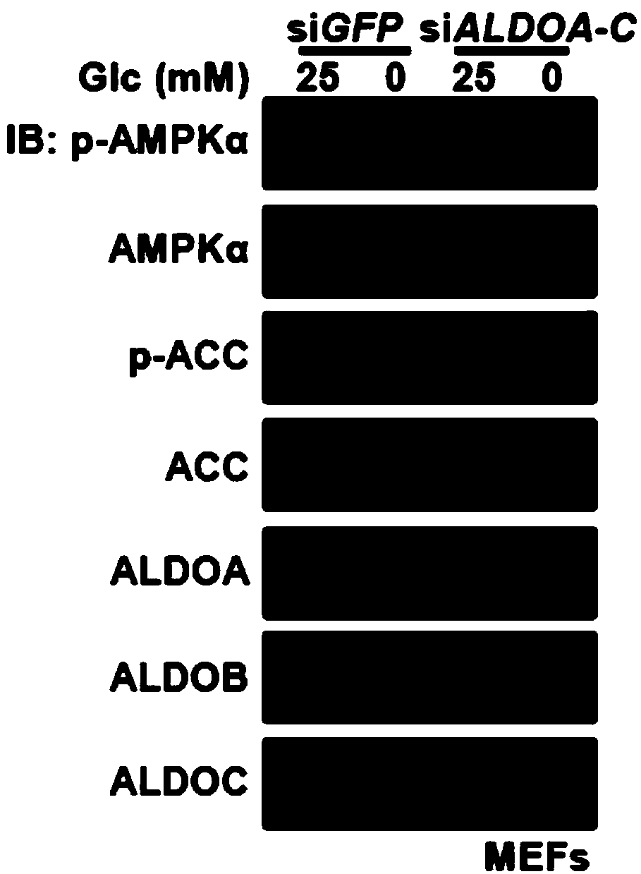 Use of FBPaldolase in preparation of AMPK activating drugs