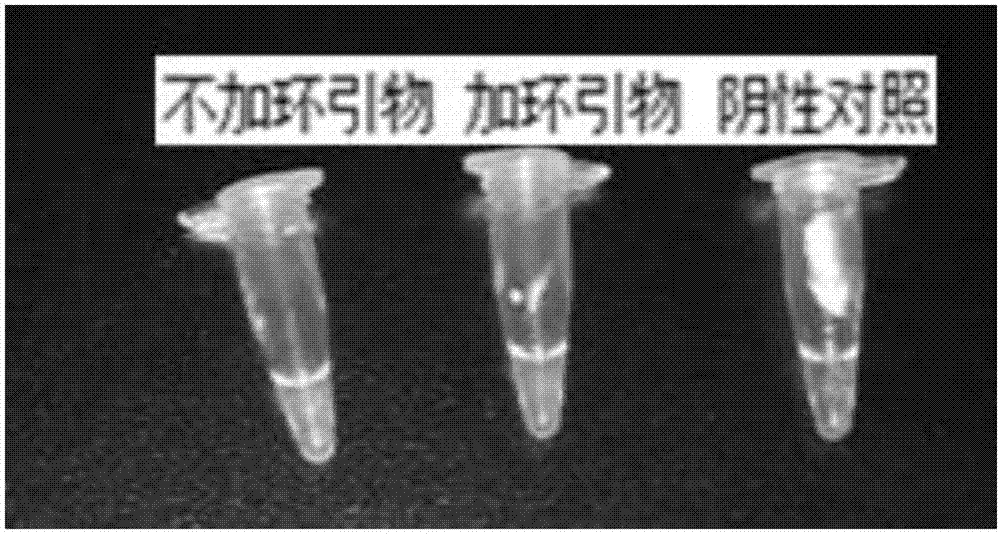 Primer group for detecting escherichia coli O157 in feed and detection method of primer group