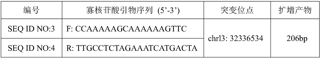 Breast cancer susceptibility gene BRCA2 locus g. 32336534T&gt;C mutant and application thereof