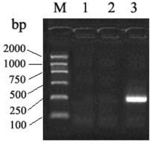 Breast cancer susceptibility gene BRCA2 locus g. 32336534T&gt;C mutant and application thereof