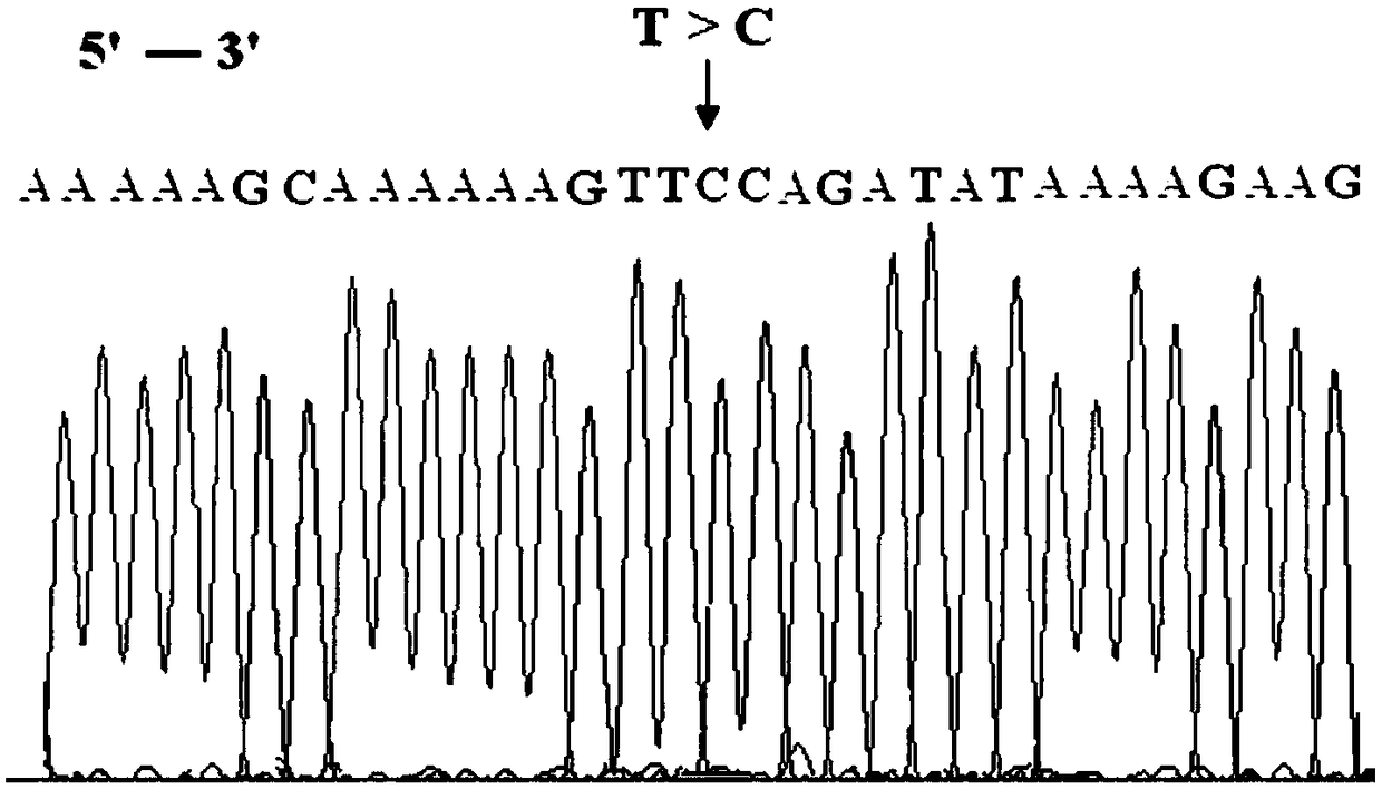 Breast cancer susceptibility gene BRCA2 locus g. 32336534T&gt;C mutant and application thereof