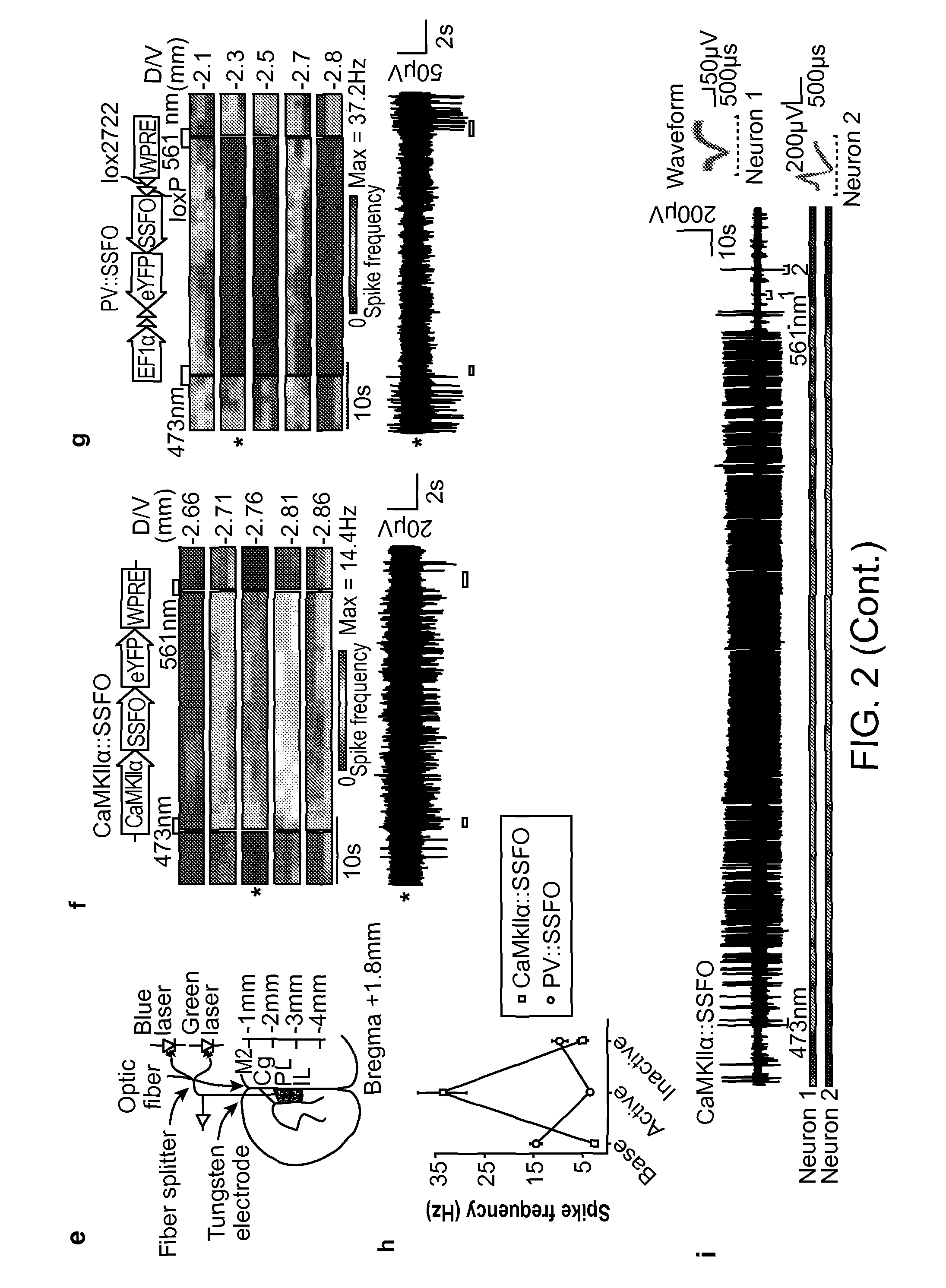 Stabilized Step Function Opsin Proteins and Methods of Using the Same