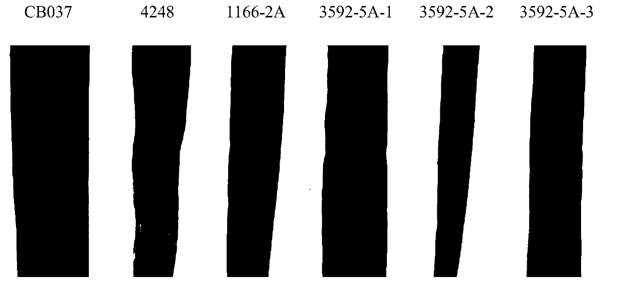 Application of wheat stripe rust pstg_06371 gene in stripe rust control and breeding method of stripe rust resistant wheat