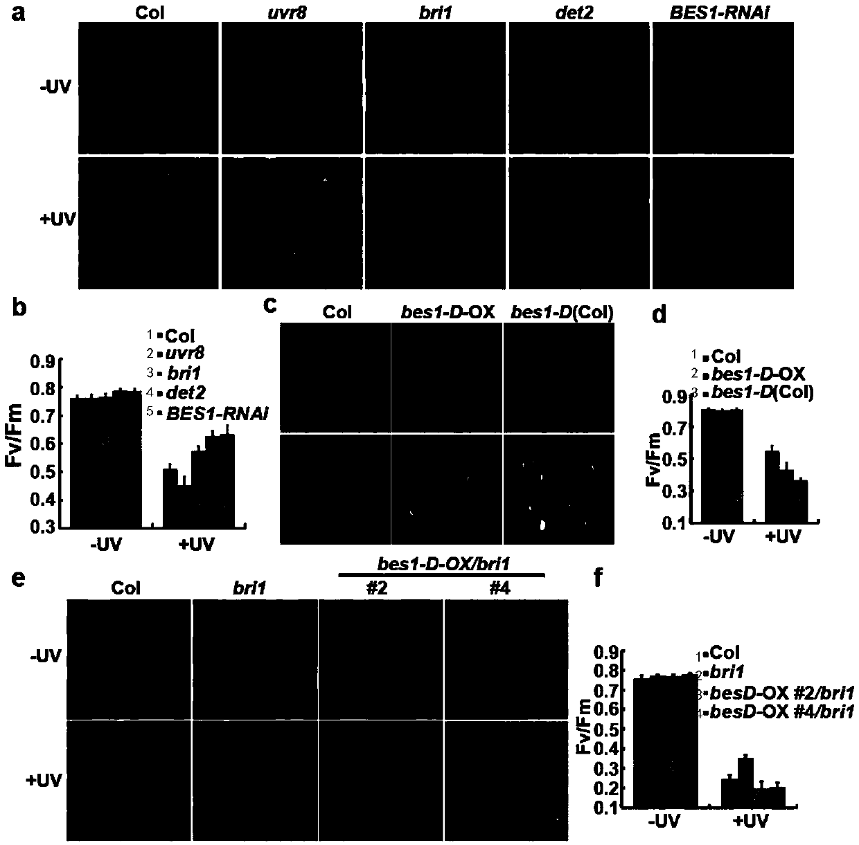 Gene for regulating flavonoid synthesis and ultraviolet resistance of plants and application of gene